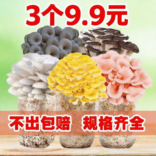 蘑菇种植包食用菌种新鲜菌棒