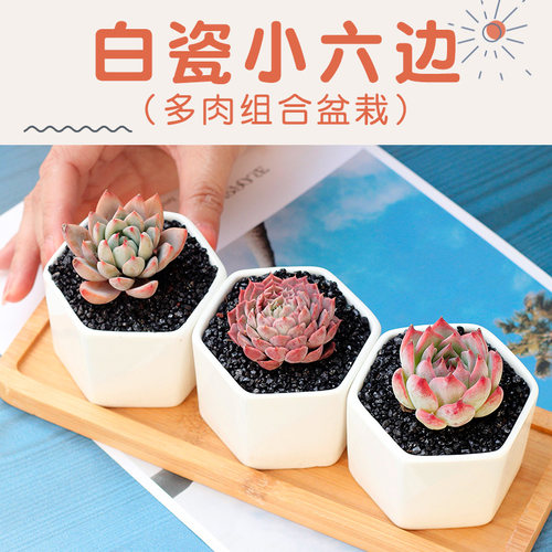 多肉植物铭月价格 多肉植物铭月图片 星期三