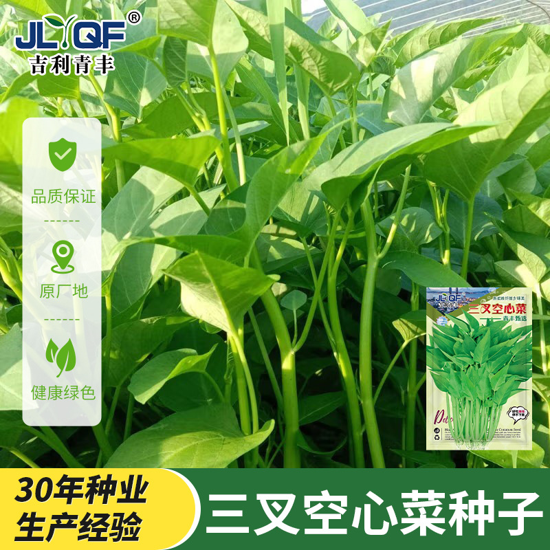 三叉空心菜种子三丫大杆耐热高产叶脆嫩阳台盆栽农家四季蔬菜种子