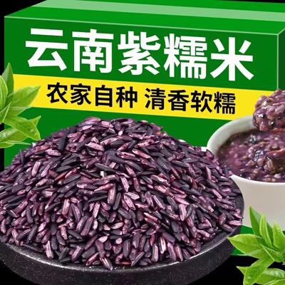 云南墨江紫米新米10斤紫色糯米紫糯米无染色非血糯米粽子商用批发