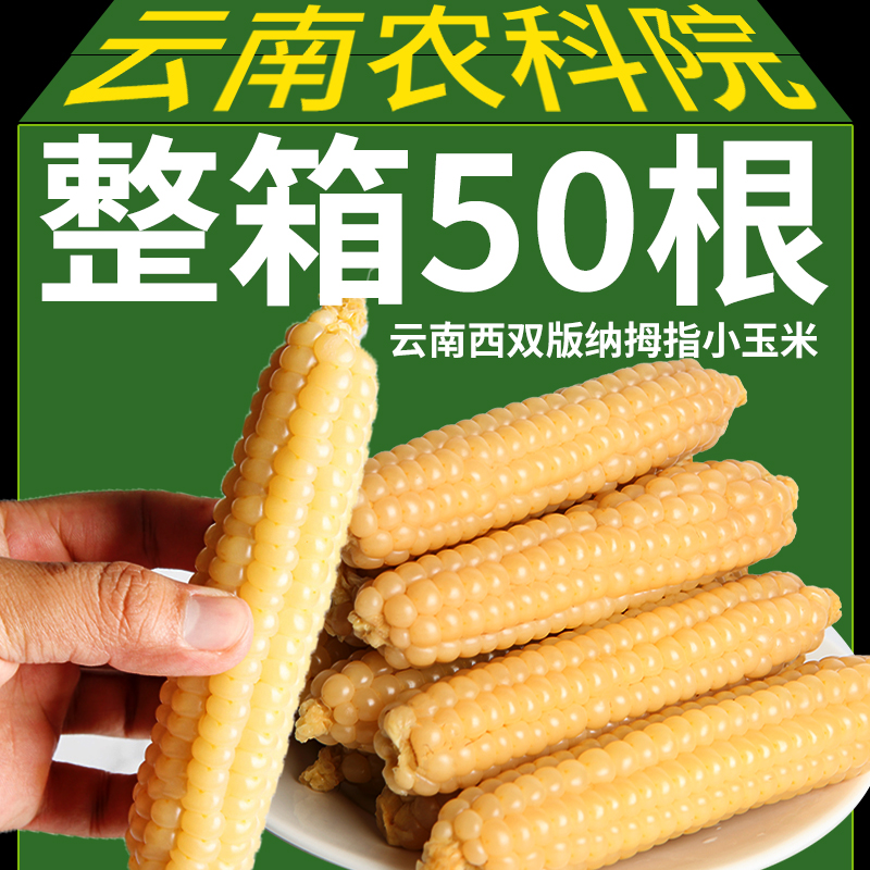 农科院美食拇指玉米云南西双版纳拇指小玉米新鲜香糯孕妇儿童玉米