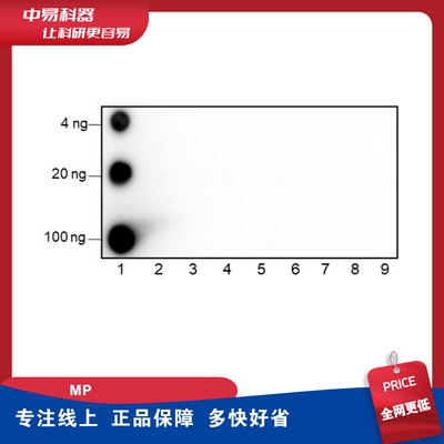 Anti-L-LactylPTM-1401RMmAb景杰