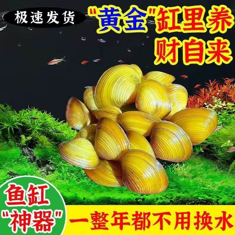 专吃鱼屎粪便黄金小河蚌河蚬淡净水观赏螺鲜活物除绿水贝壳苗河蚌