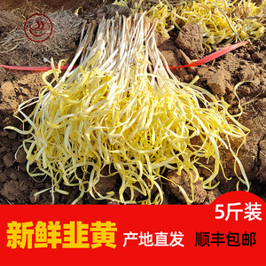 正宗兰州韭黄榆中张家大坪韭菜嫩芽土特产新鲜现挖金杆黄蔬菜5斤