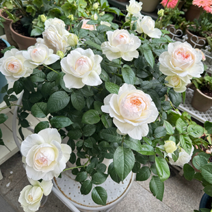 【波莱罗】Bolero 灌木玫瑰月季 勤花浓香 耐寒抗病 多季开