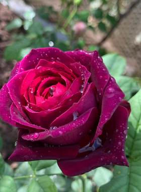 【路易十四】Louis XIV 灌木月季玫瑰 暗红色花朵 耐荫性好多季开