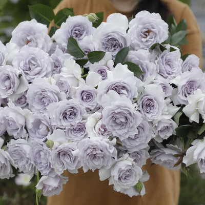 【霁色】 灌木月季玫瑰多季开花 蓝紫色花朵果香耐热丰花勤花