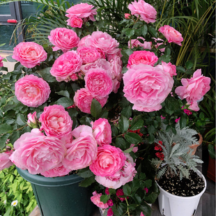 【海神王】Neptune King Terrazza 灌木月季玫瑰丰花 多头多季开