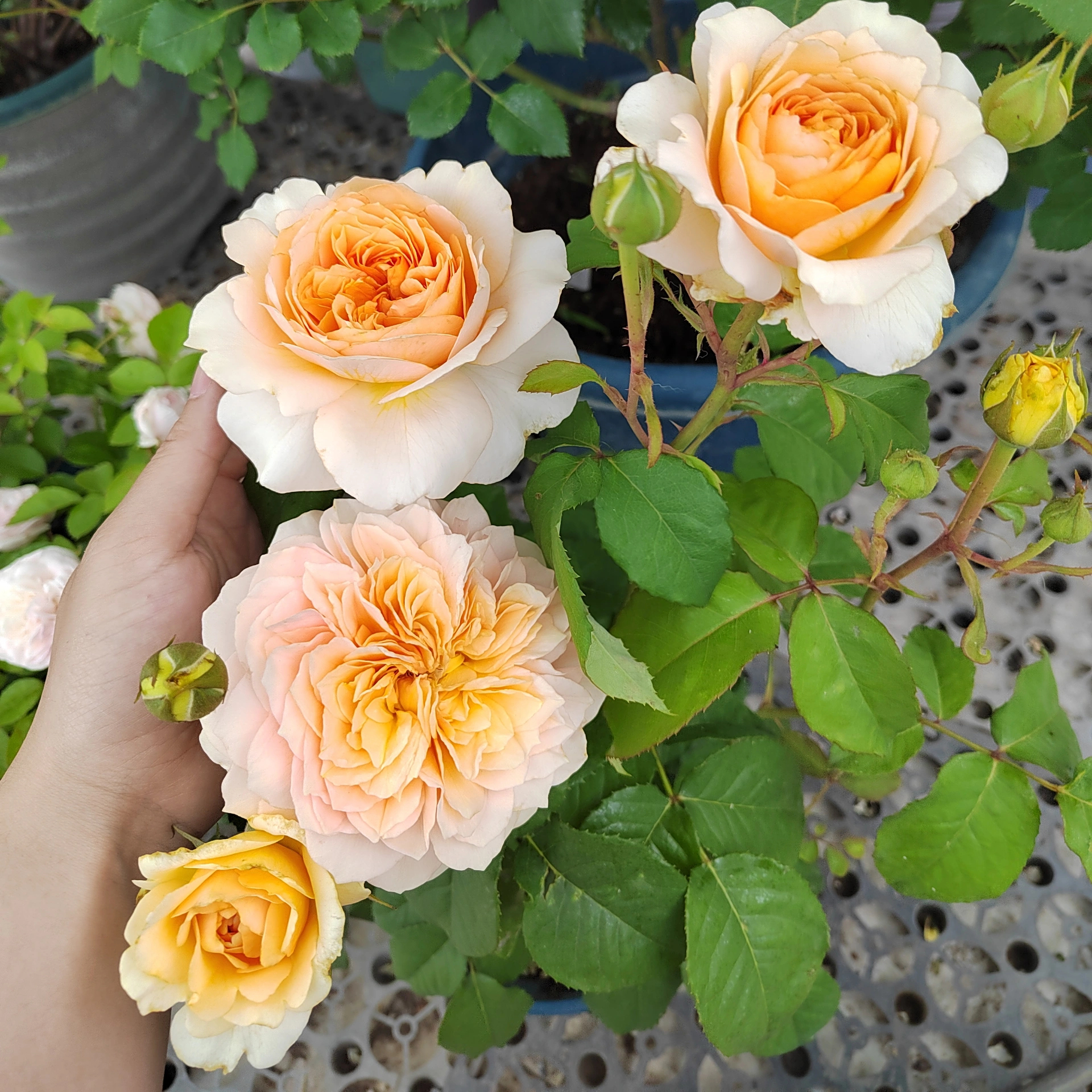 【艾菲】Effie 奥斯汀灌木月季玫瑰多季开花 包对版 庭院花园盆栽