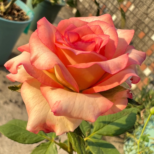 【绝代双骄】Verdi 灌木月季玫瑰 切花抗病 分枝型好 多季开