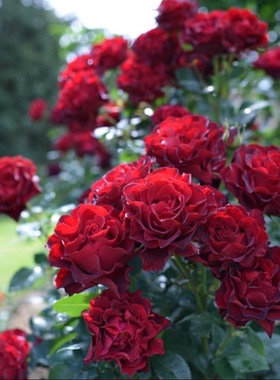 【纪念芭芭拉】Hommage A Barbara 灌木月季玫瑰 耐热抗病 多季开