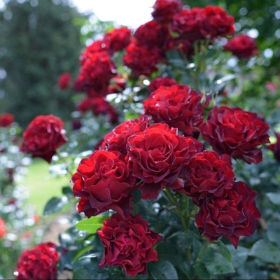 【纪念芭芭拉】Hommage A Barbara 灌木月季玫瑰 耐热抗病 多季开