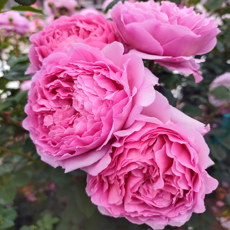 【肯特公主】Princess Alexandra of Kent奥斯汀灌木月季玫瑰花苗