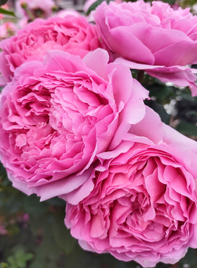 【肯特公主】Princess Alexandra of Kent奥斯汀灌木月季玫瑰花苗