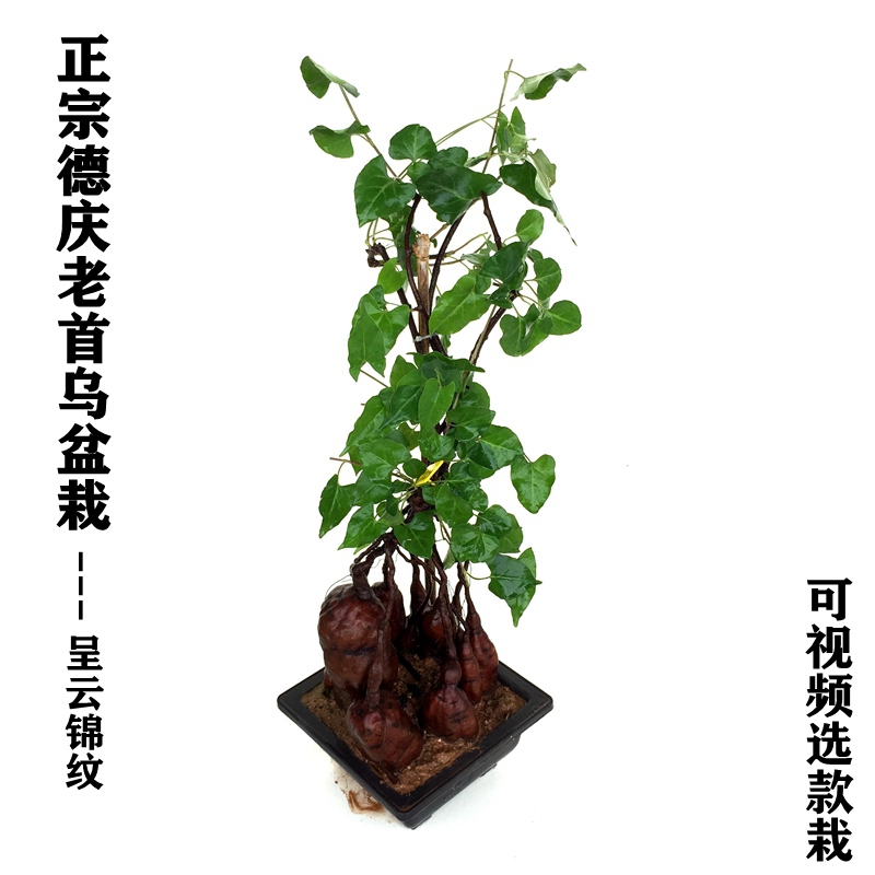 何首乌盆栽老桩盆景药用观赏盆栽