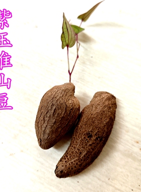 正宗紫玉淮山豆 种植用小叶淮山紫色山药种子长条可食用农家蔬菜