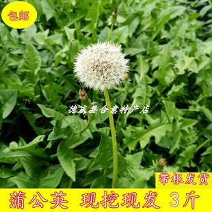 新鲜蒲公英现挖现发婆婆丁半根整棵黄花地丁清热野菜冰袋发货包邮