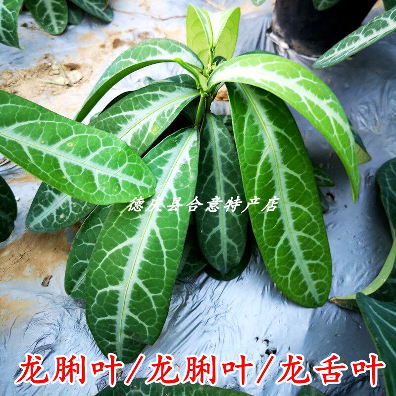 龙利叶种苗 龙脷叶树苗龙舌叶龙味叶绿植中药盘栽清热润肺满3包邮