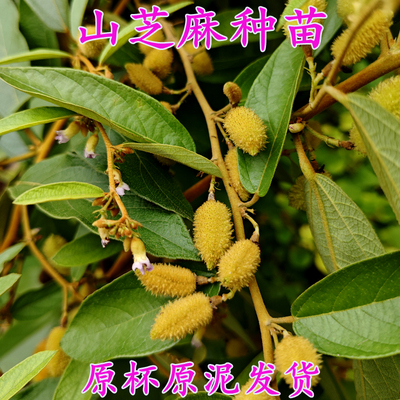 山芝麻种苗散风止咳中药材苗原泥