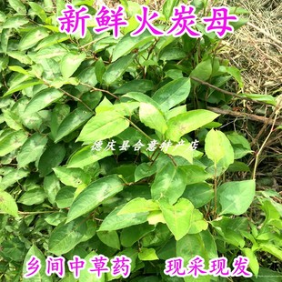 新鲜火炭母 火炭藤止痒草赤地利白饭草500g祛湿茶中草药满3斤包邮