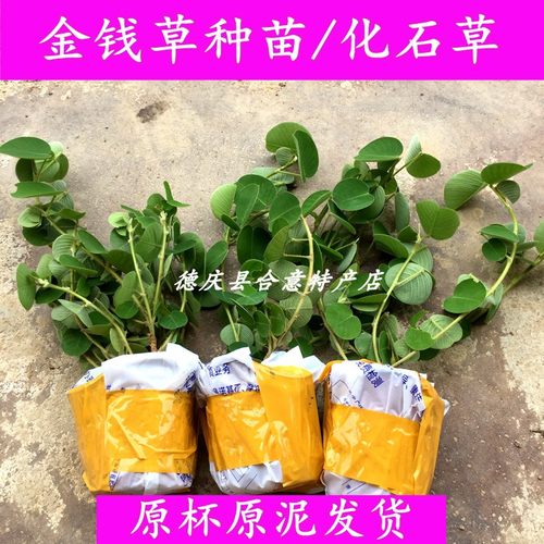 广金钱草小苗 大叶落地金钱绿植盆栽溶石中草药原杯发货包邮 - 封面