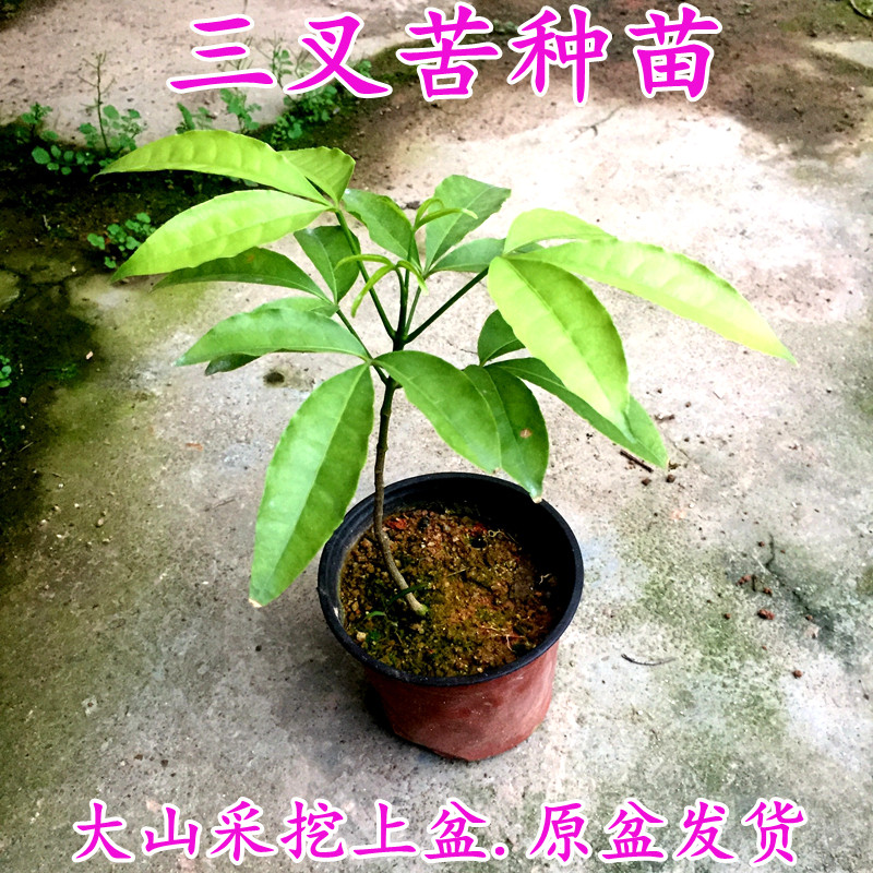 三叉苦种苗 山野三桠苦树苗原生态去湿疹中药材盆栽苗原盆发货 - 实物图