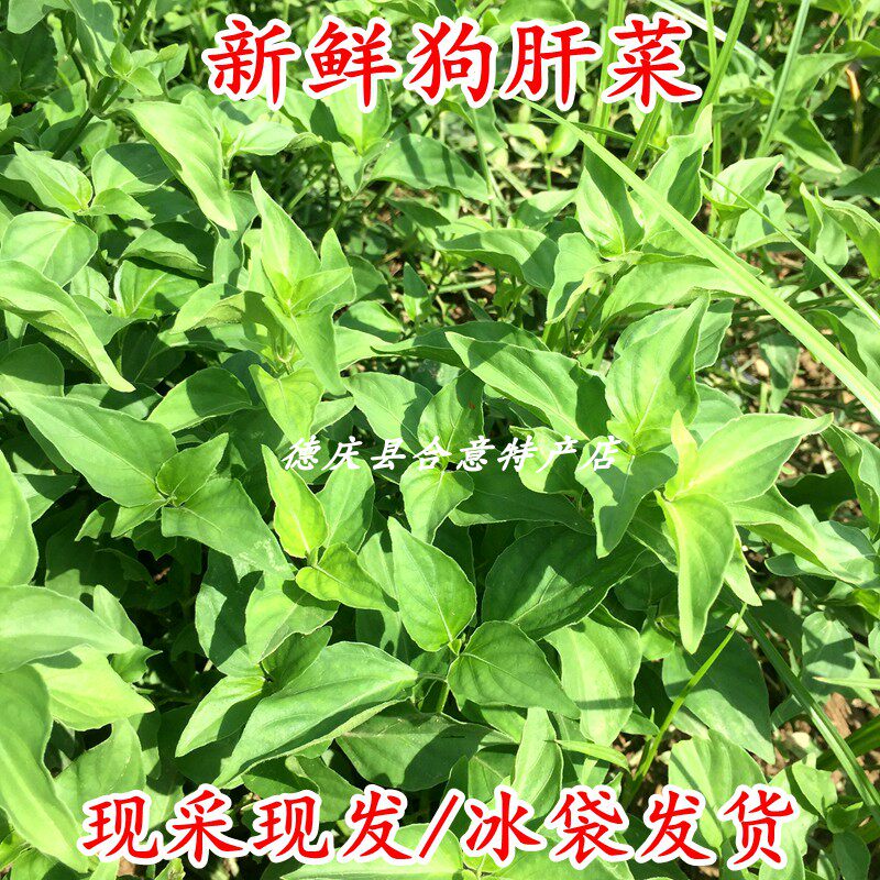 新鲜狗肝菜 现摘六角英药食两用野菜500g青蛇仔猪肝菜乌面草包邮