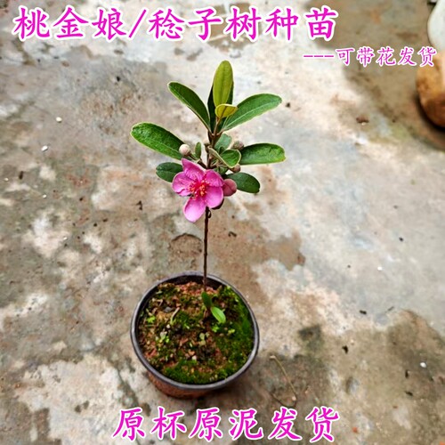 桃金娘种苗野果树稔子苗原盆发货