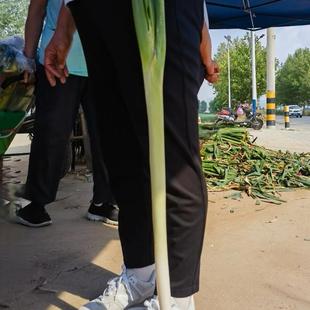 保真正宗山东章丘大葱脆甜多汁不辣口自产非代发礼盒装章丘发货
