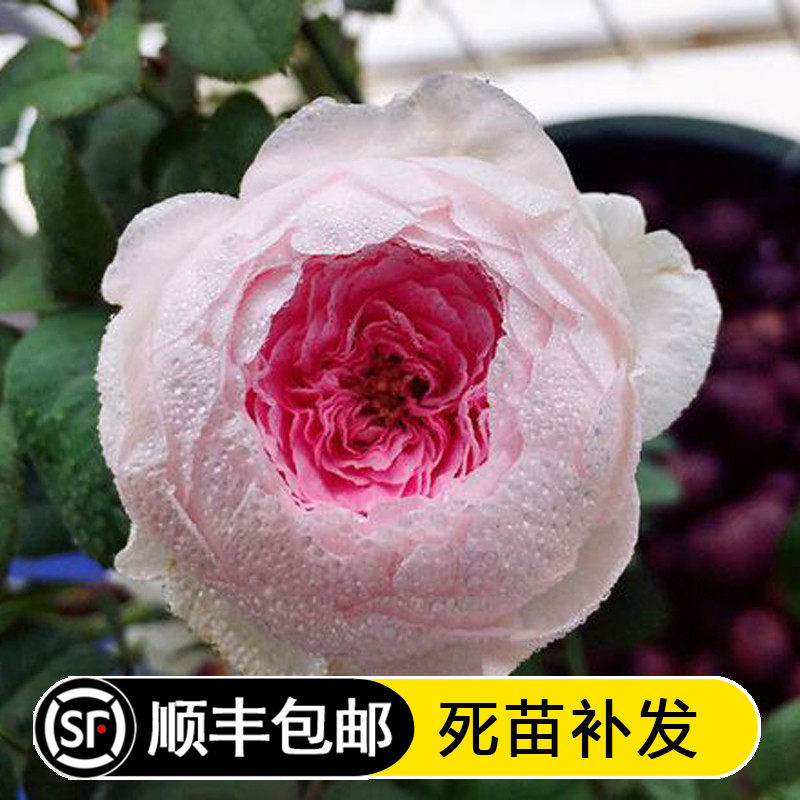 漩砚花卉日月我的心月季浓香四季开花灌木大勤花月季庭院阳台盆栽