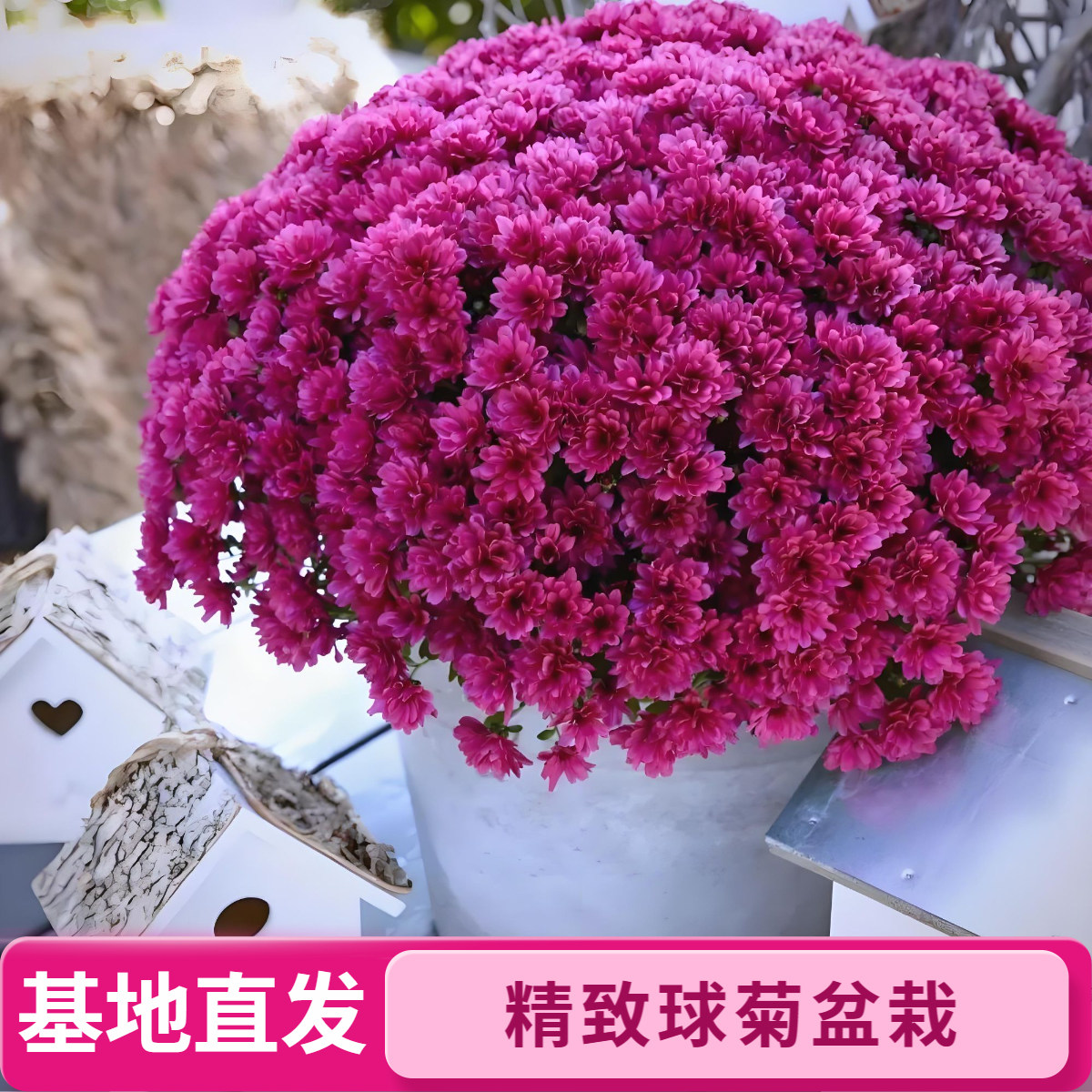 宜蓁园球菊千头菊盆栽基地直发精致球菊花卉绿植