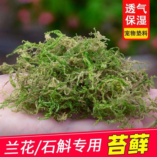 干苔藓水苔青苔兰花蝴蝶兰石斛