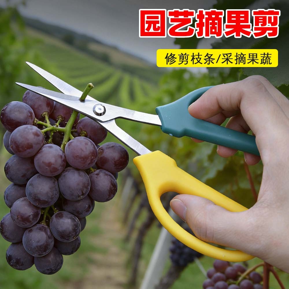 葡萄粒专用剪不锈钢翘头园艺剪刀蔬果稀果剪子家用花椒采果采摘