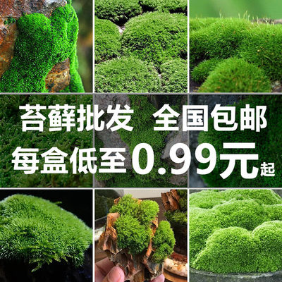 绿苔藓花盆里的小草铺面盆景造景青苔草皮假山植物鲜活附石台藓草