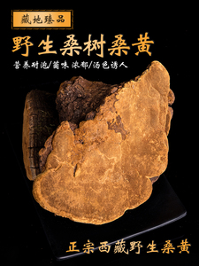 野生桑黄西藏桑树金边桑黄250g可切片整支西藏桑树桑黄灵芝礼盒