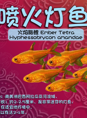 喷火灯小型鱼热带鱼淡水灯鱼火焰灯鱼草缸鱼群游宠物活体包邮包活