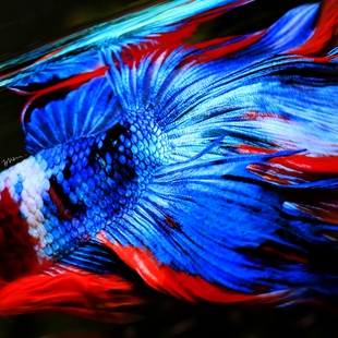 FancyKoi炫彩锦鲤超半月斗鱼泰国进口赛级高端活体宠物兰陵泰斗