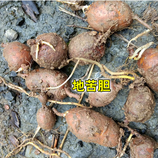 地苦胆地产野生新鲜金果榄地胆中草药材破石珠供应各种草类