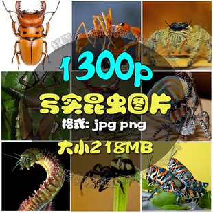 高清写实昆虫图片集游戏美术原画设计怪物建模参考素材CG插画资料