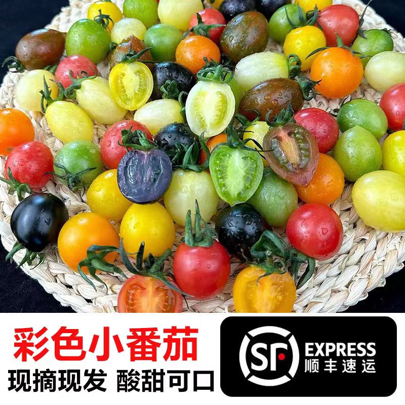 寿光直发新鲜现摘彩色小番茄七彩番茄
