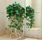 欧式 绿萝吊兰室内花架子盆景单层田园花盆架子 铁艺花架客厅落地式