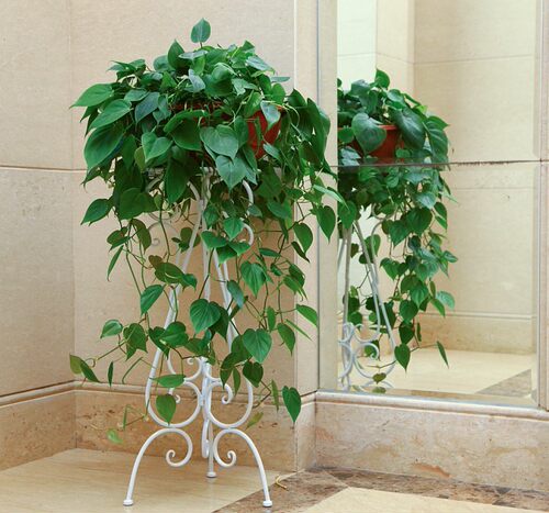 欧式铁艺客厅落地式绿萝吊兰