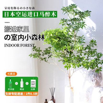 马醉木日本进口水培植物鲜切花客厅水养绿植花卉鲜切枝条吊钟植物