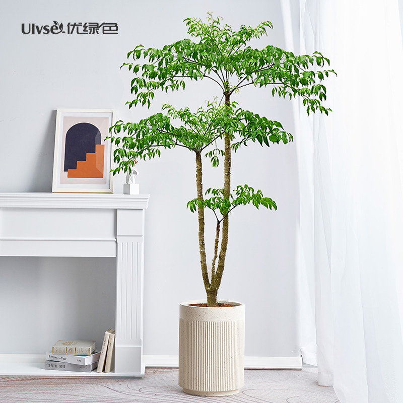 幌伞枫原生幸福树老桩大型客厅绿植盆栽办公室内好养活植物富贵树