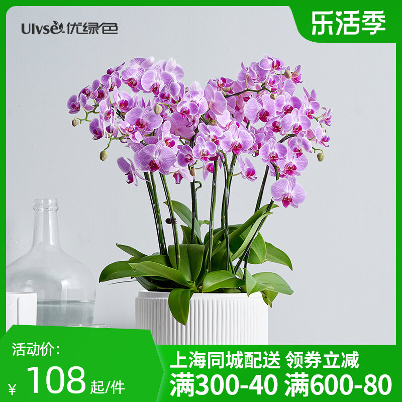 蝴蝶兰盆栽小花带花苞高档兰花室内植物盆景开业乔迁绿植年宵花卉