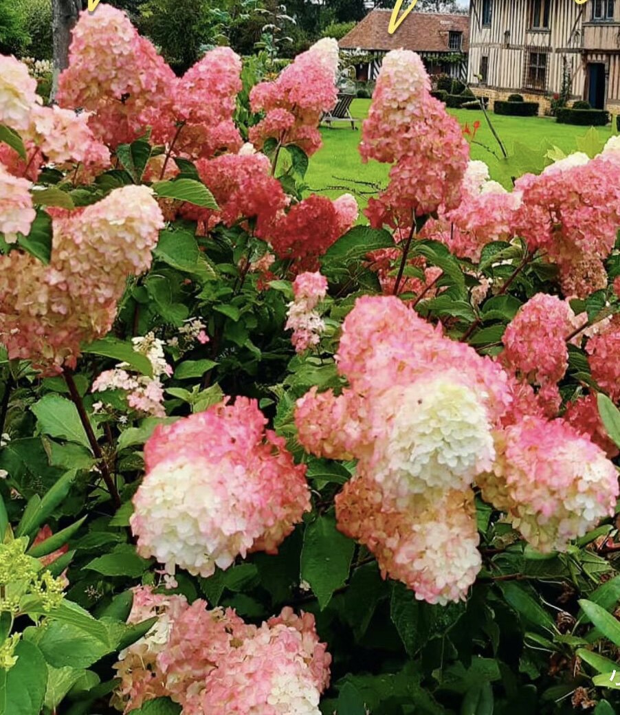 圆锥绣球香草草莓石灰灯贝拉安娜胭脂钻北极熊粉色精灵魔幻蜡烛