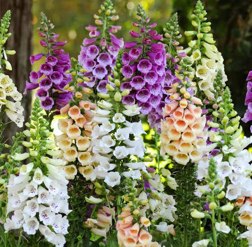 3月发货毛地黄粉豹斑点狗花苗别墅花卉耐寒庭院冬季花坛室外花园