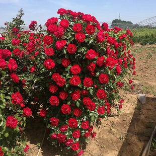 耐寒四季藤本大花月季鲁硕红东北抗寒植物绿植庭院地栽花墙好养活