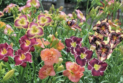 大花萱草进口新品种庭院盆栽花卉耐寒花卉好养活花量大忘忧草