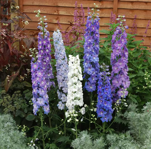 大飞燕草北极光盆栽花苗花卉四季开花经典老品种好养易活11cm盆